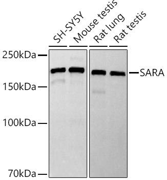 SARA Rabbit monoclonal antibody