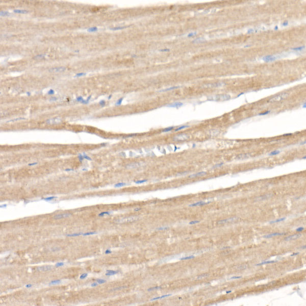 SARA Rabbit monoclonal antibody