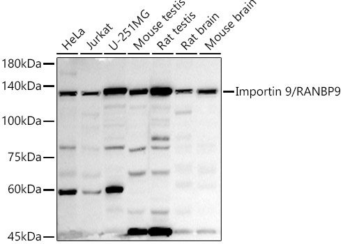 Importin 9 / RANBP9 Rabbit monoclonal antibody