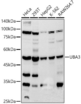 UBA3 Rabbit monoclonal antibody