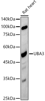 UBA3 Rabbit monoclonal antibody
