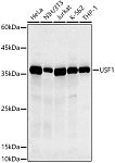 Western blot - USF1 Rabbit mAb (A20903)