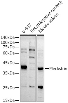 Pleckstrin Rabbit mAb