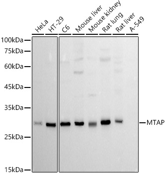 MTAP Rabbit monoclonal antibody