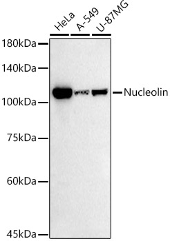 Nucleolin Rabbit monoclonal antibody