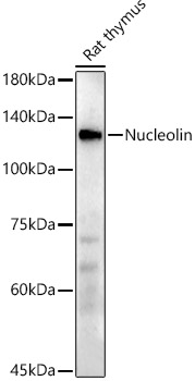 Nucleolin Rabbit monoclonal antibody