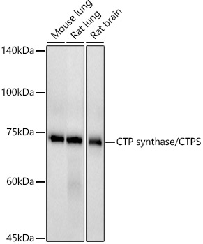 CTP synthase / CTPS Rabbit monoclonal antibody