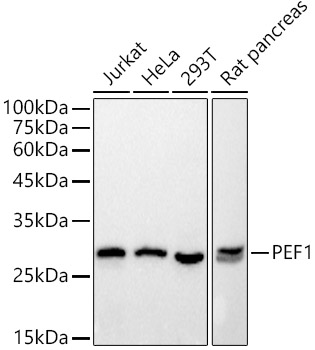 PEF1 Rabbit monoclonal antibody
