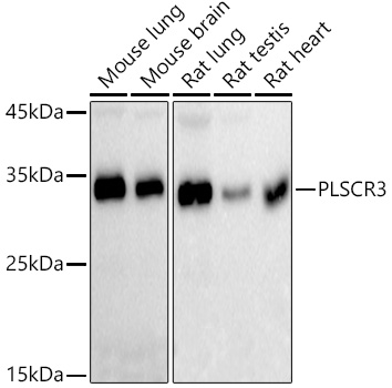 PLSCR3 Rabbit monoclonal antibody