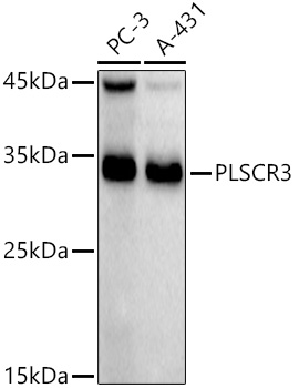 PLSCR3 Rabbit monoclonal antibody