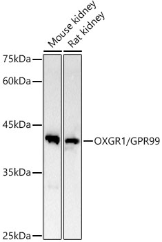 OXGR1 / GPR99 Rabbit monoclonal antibody