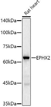 EPHX2 Rabbit monoclonal antibody