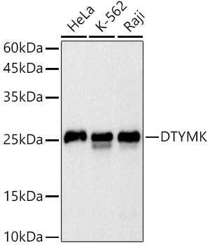 DTYMK Rabbit monoclonal antibody