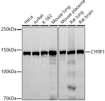 CYFIP1 Rabbit monoclonal antibody