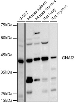 GNAI2 Rabbit monoclonal antibody