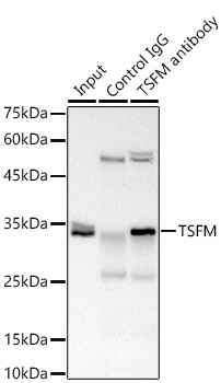 TSFM Rabbit monoclonal antibody