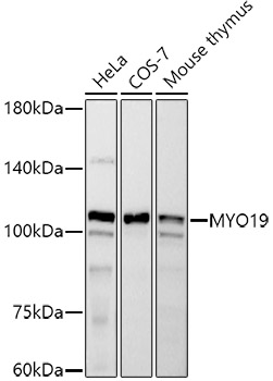 MYO19 Rabbit monoclonal antibody