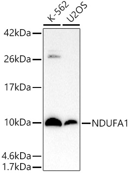 NDUFA1 Rabbit monoclonal antibody