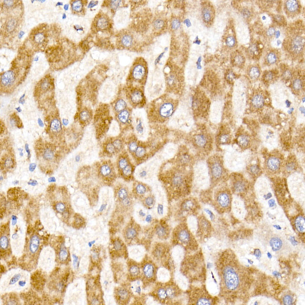 NDUFA1 Rabbit monoclonal antibody