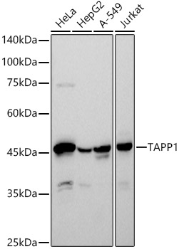 TAPP1 Rabbit monoclonal antibody