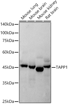 TAPP1 Rabbit monoclonal antibody