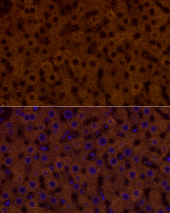PAH Rabbit monoclonal antibody