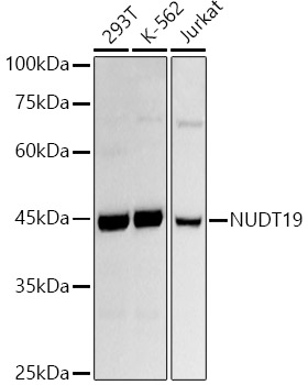 NUDT19 Rabbit monoclonal antibody