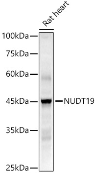 NUDT19 Rabbit monoclonal antibody