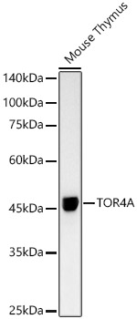 TOR4A Rabbit monoclonal antibody