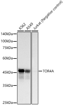 TOR4A Rabbit monoclonal antibody