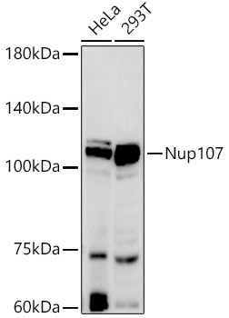 Nup107 Rabbit monoclonal antibody