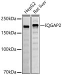 Western blot - IQGAP2 Rabbit mAb (A20956)