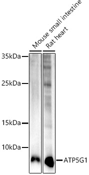 ATP5G1 Rabbit monoclonal antibody