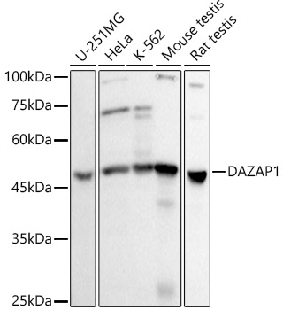 DAZAP1 Rabbit monoclonal antibody
