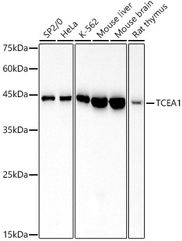 TCEA1 Rabbit monoclonal antibody