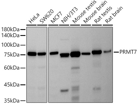 PRMT7 Rabbit monoclonal antibody