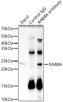 RAB8A Rabbit monoclonal antibody
