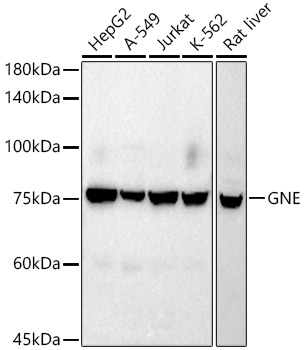 GNE Rabbit mAb