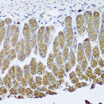 TrkA Rabbit polyclonal antibody