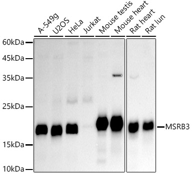 MSRB3 Rabbit mAb