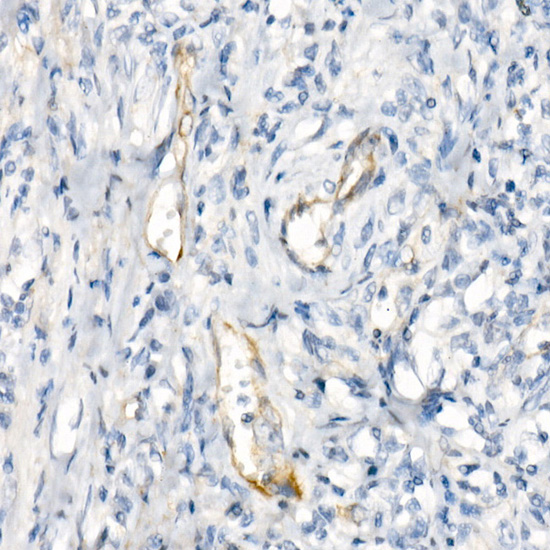 eNOS Rabbit monoclonal antibody
