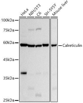 Western blot analysis of various lysates using [KD Validated] Calreticulin Rabbit mAb (A20986) at 1:1000 dilution incubated overnight at 4℃.<br/>Secondary antibody: HRP-conjugated Goat anti-Rabbit IgG (H+L) (AS014) at 1:10000 dilution.<br/>Lysates/proteins: 25 μg per lane.<br/>Blocking buffer: 3% nonfat dry milk in TBST.<br/>Detection: ECL Basic Kit (RM00020).<br/>Exposure time: 10s.