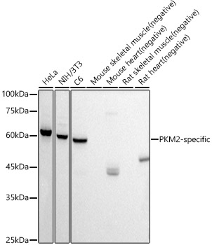 PKM2-specific Rabbit monoclonal antibody