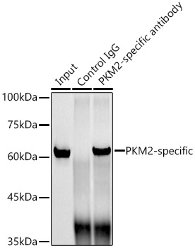 PKM2-specific Rabbit monoclonal antibody