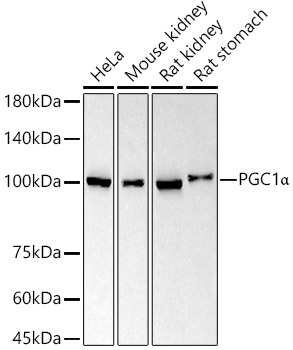 PGC1A Alpha Rabbit monoclonal antibody