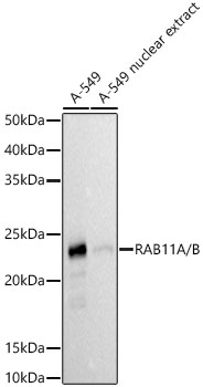 RAB11A/B Rabbit monoclonal antibody