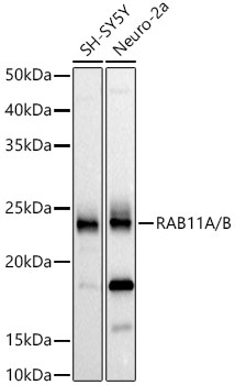 RAB11A/B Rabbit monoclonal antibody