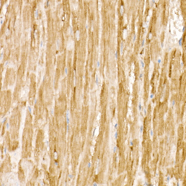 RAB11A/B Rabbit monoclonal antibody