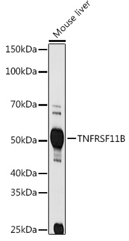 TNFRSF11B Rabbit polyclonal antibody