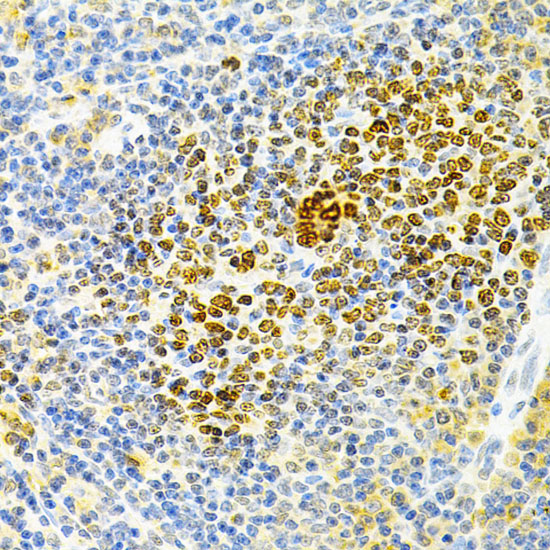 TNFRSF11B Rabbit polyclonal antibody